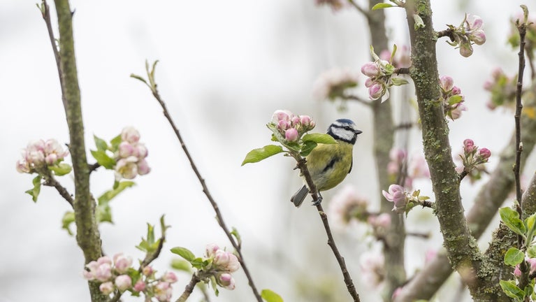 A blue tit perched in emerging apple blossom at Gibside